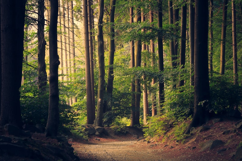 Tannenwald – Quelle des Tannenöls